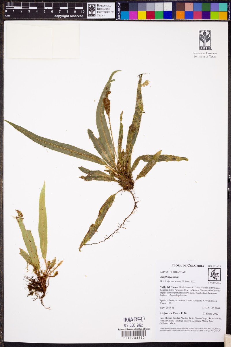 Elaphoglossum palorense photo 4