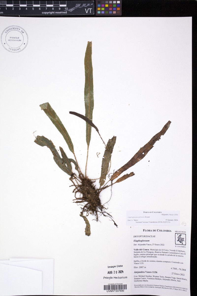 Elaphoglossum palorense photo 5