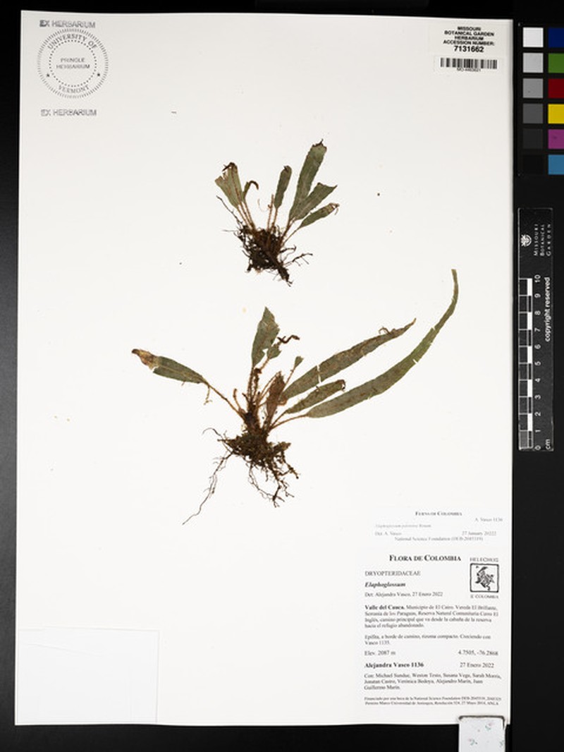 Elaphoglossum palorense photo 6