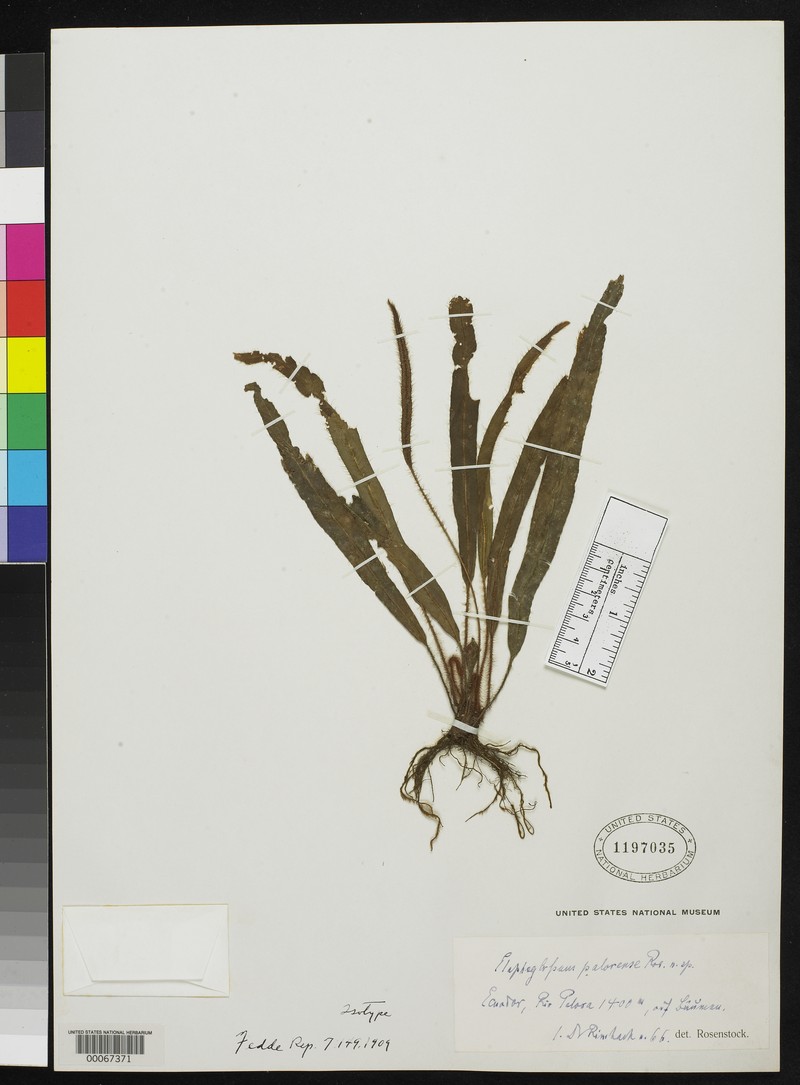 Elaphoglossum palorense