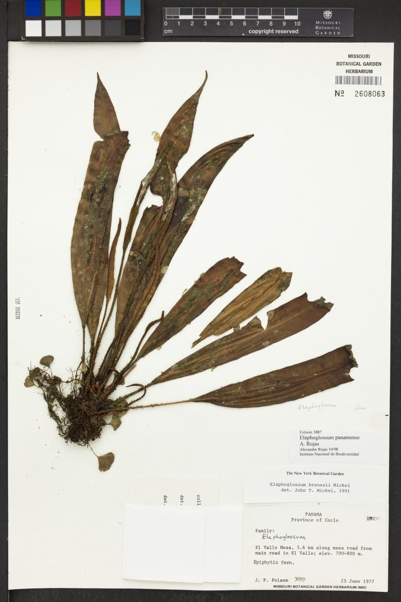 Elaphoglossum panamense
