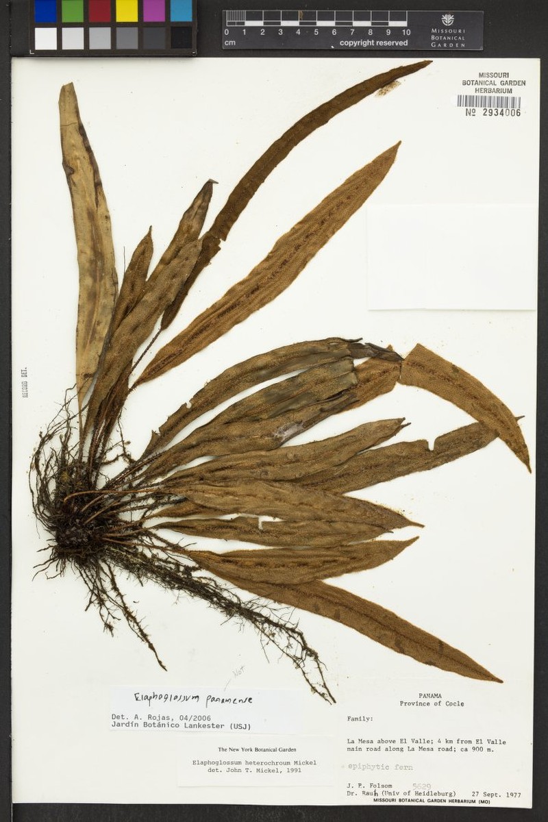 Elaphoglossum panamense photo 2
