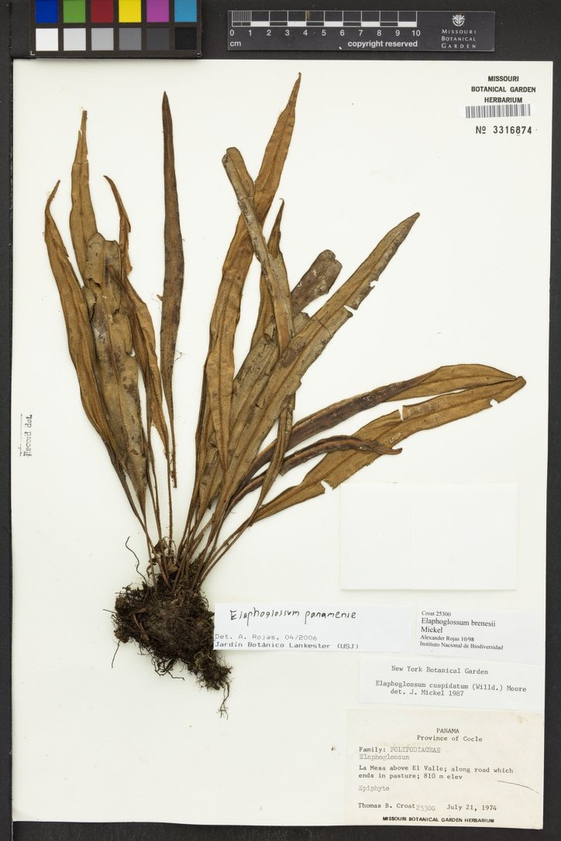 Elaphoglossum panamense photo 3