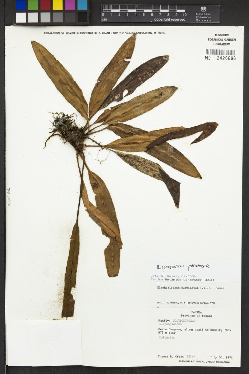 Elaphoglossum panamense photo 4