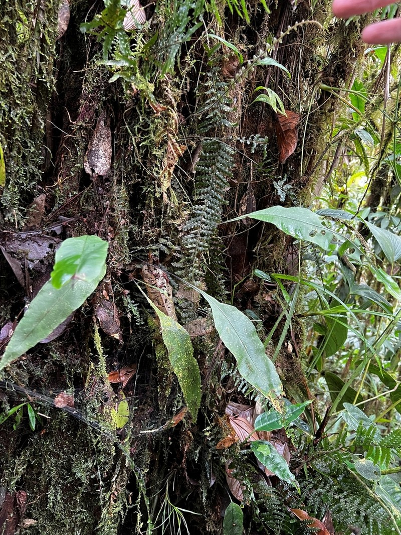 Elaphoglossum papillosum