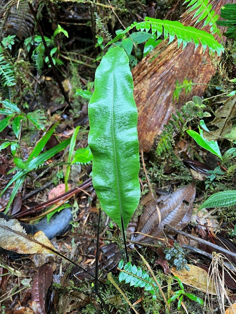 Elaphoglossum papillosum photo 2