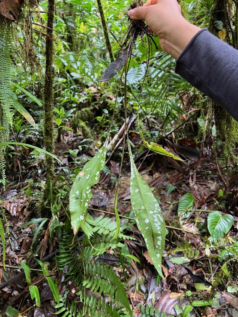 Elaphoglossum papillosum photo 3