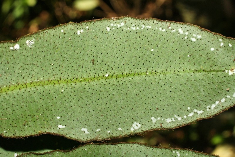 Elaphoglossum papillosum photo 4