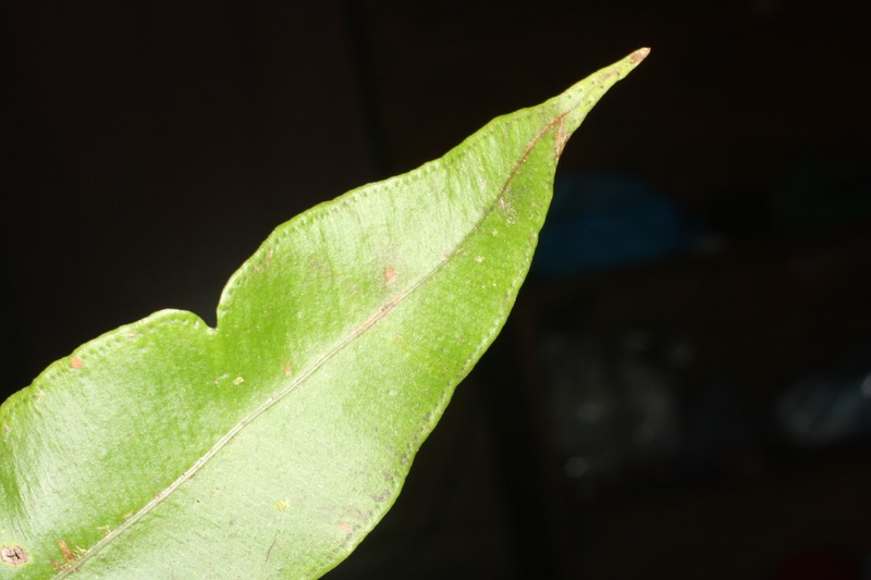 Elaphoglossum papillosum photo 5