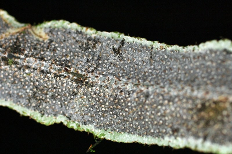 Elaphoglossum papillosum photo 6