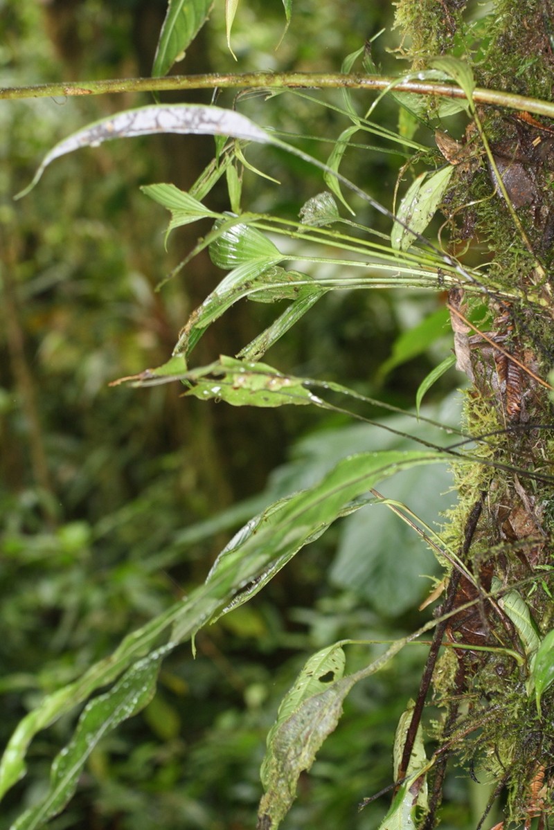 Elaphoglossum papillosum photo 7