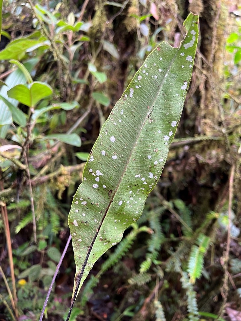 Elaphoglossum papillosum photo 8