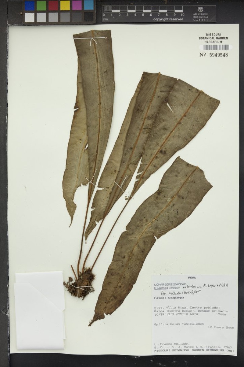 Elaphoglossum papyraceum