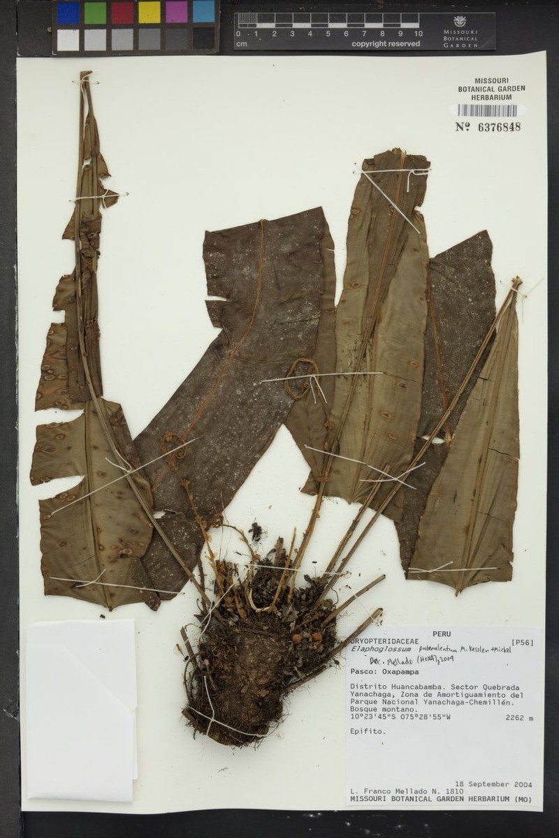 Elaphoglossum papyraceum photo 2