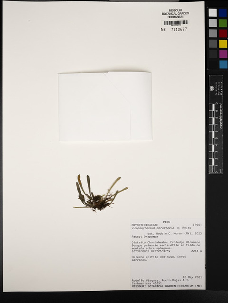 Elaphoglossum paramicola