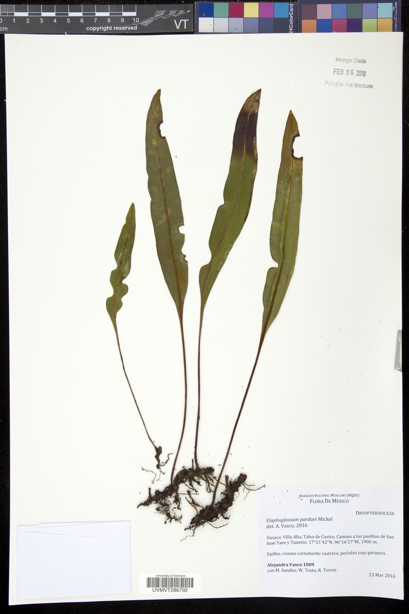 Elaphoglossum parduei