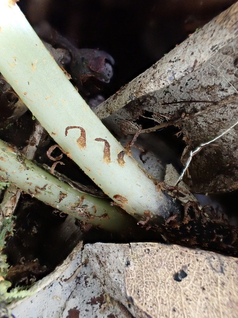 Elaphoglossum parvisquameum