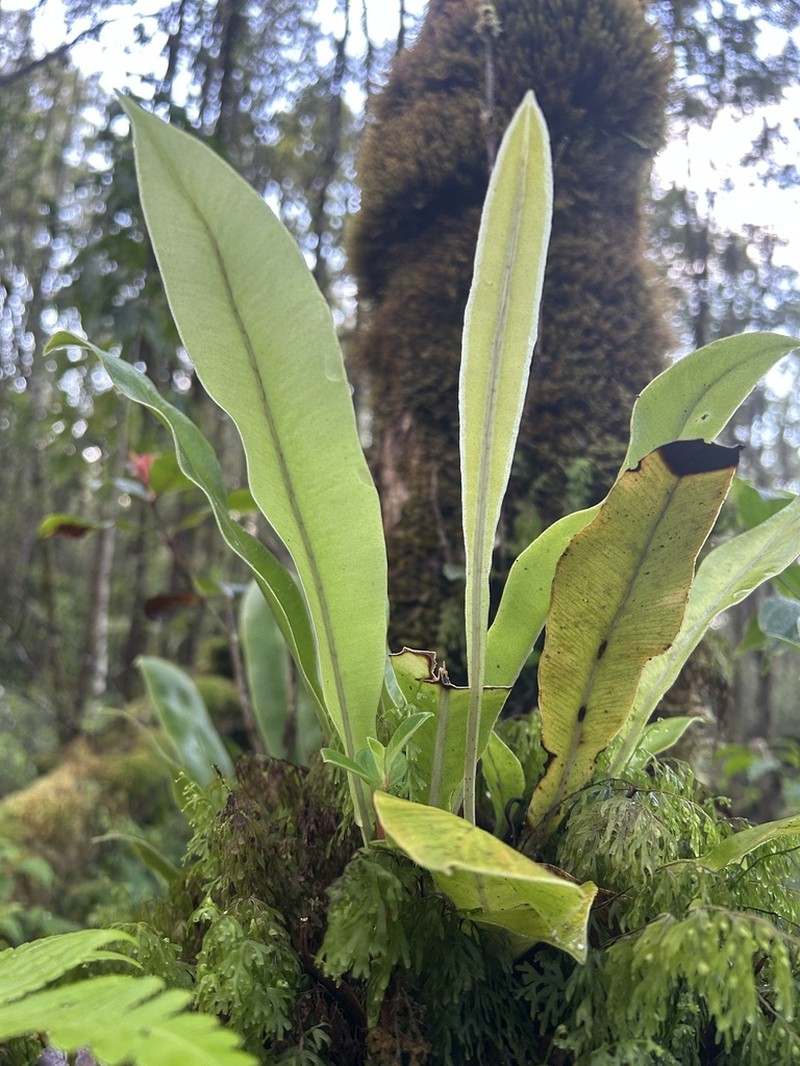Elaphoglossum parvisquameum photo 2