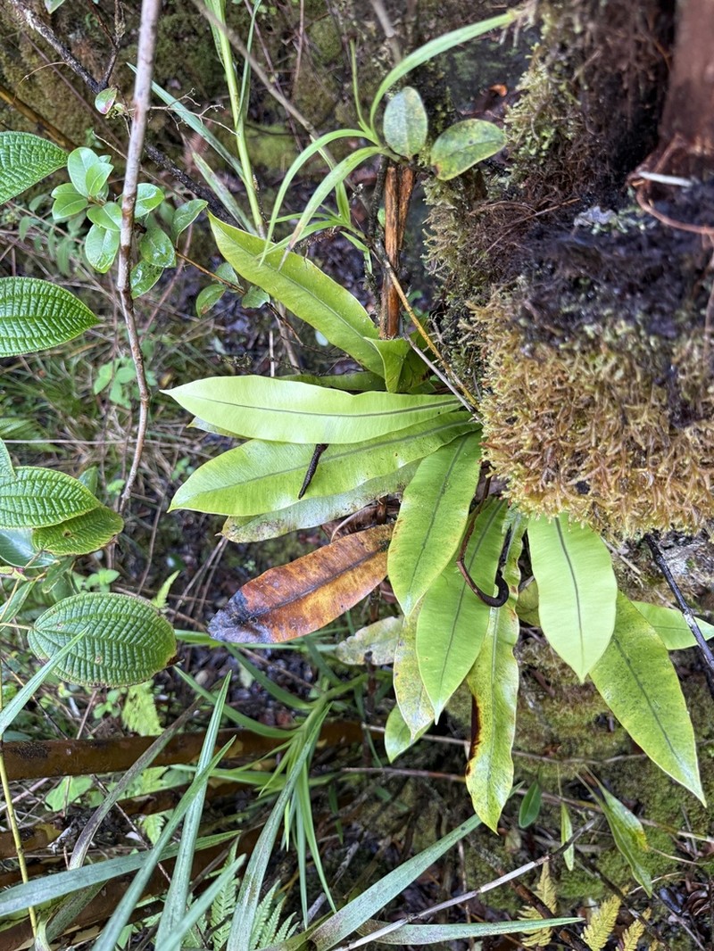 Elaphoglossum parvisquameum photo 3