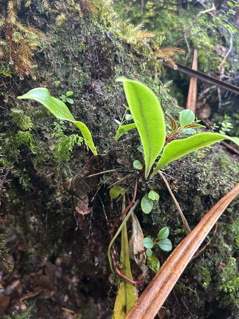 Elaphoglossum parvisquameum photo 4