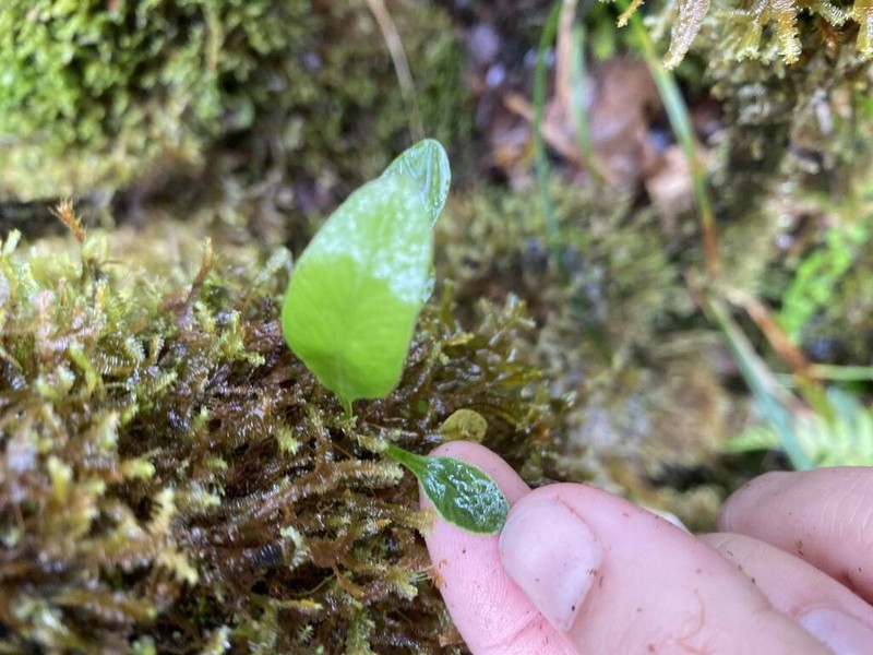 Elaphoglossum parvisquameum photo 5