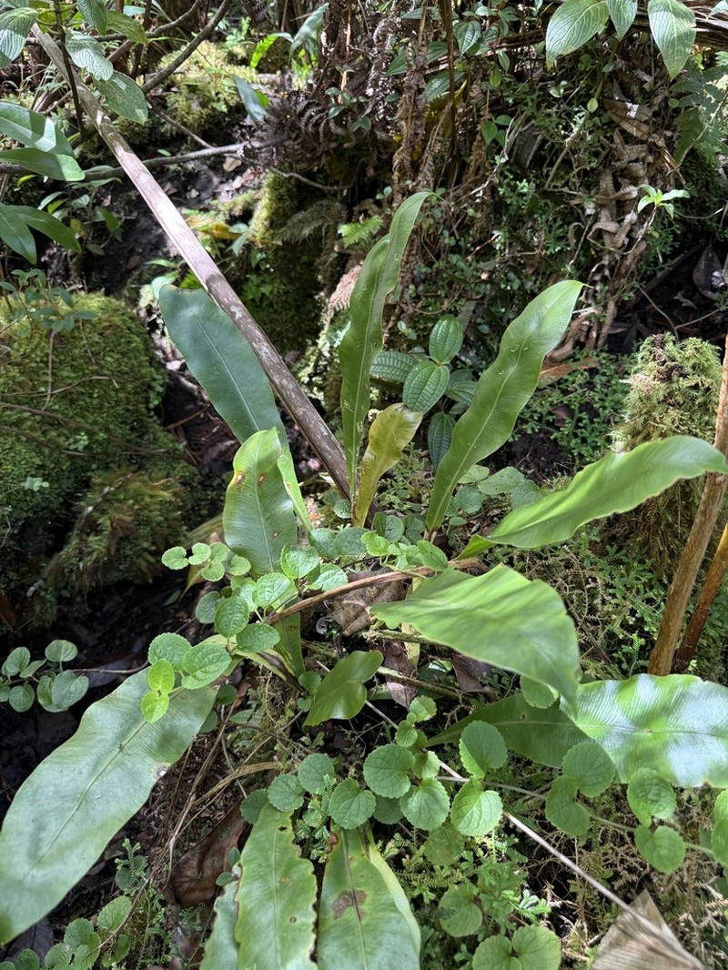 Elaphoglossum parvisquameum photo 6