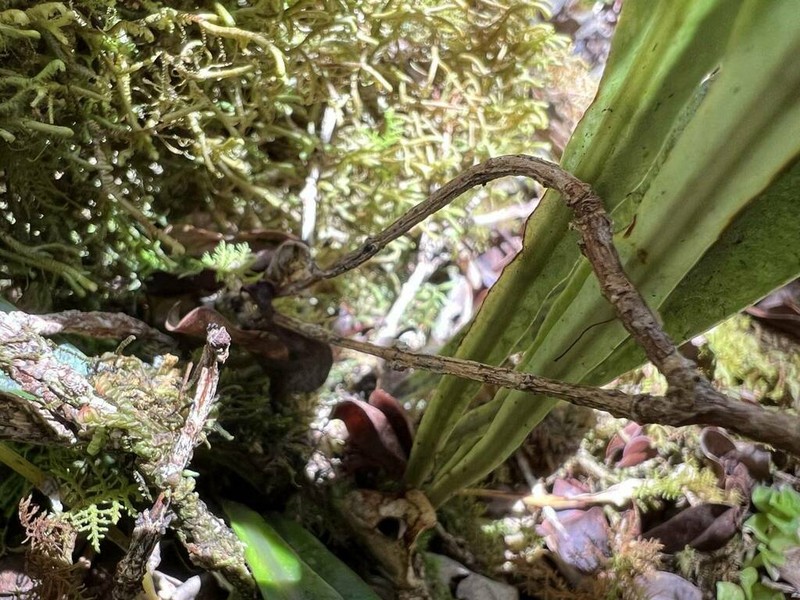 Elaphoglossum parvisquameum photo 7