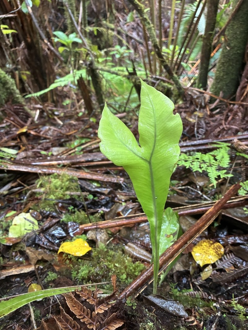 Elaphoglossum parvisquameum photo 8