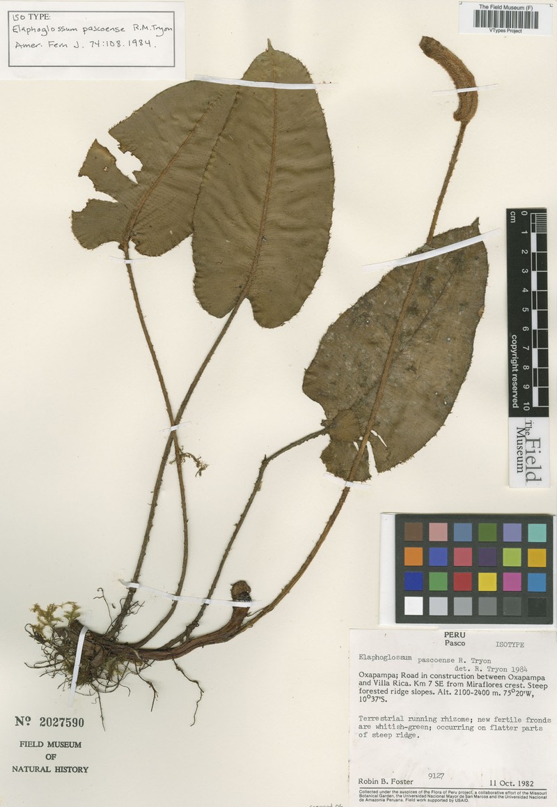 Elaphoglossum pascoense