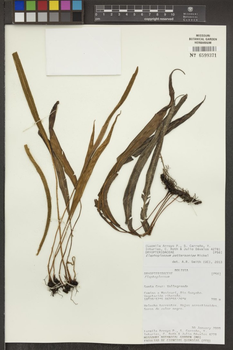 Elaphoglossum pattersoniae