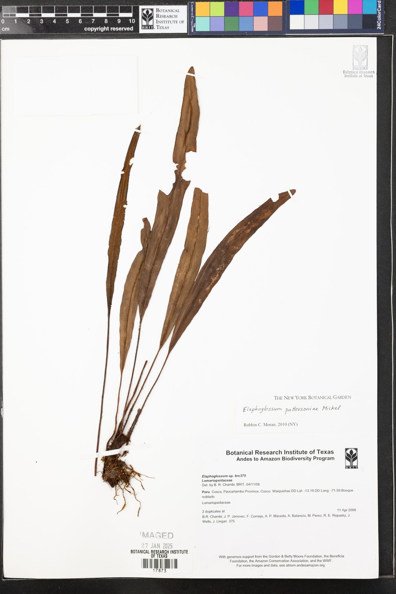Elaphoglossum pattersoniae photo 2