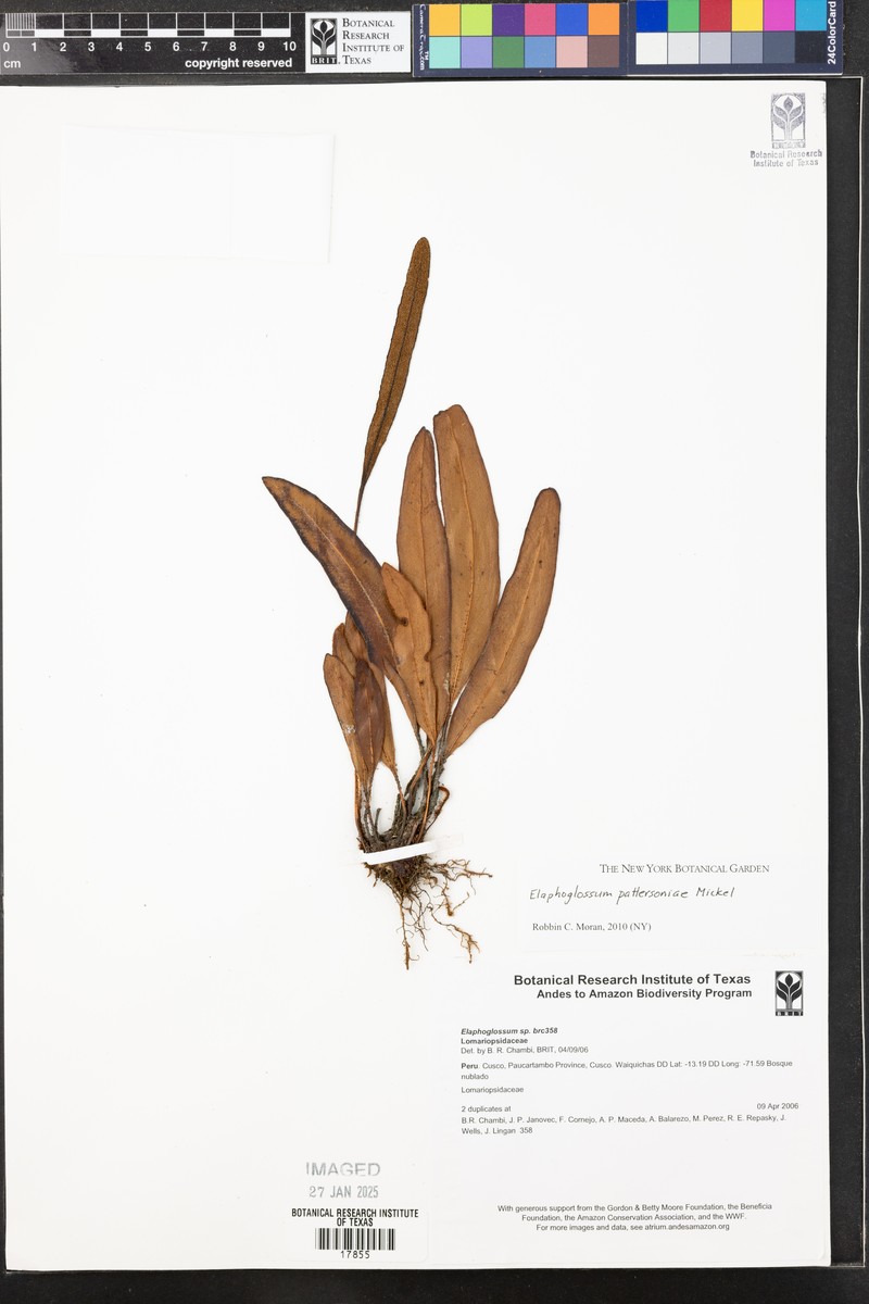 Elaphoglossum pattersoniae photo 3