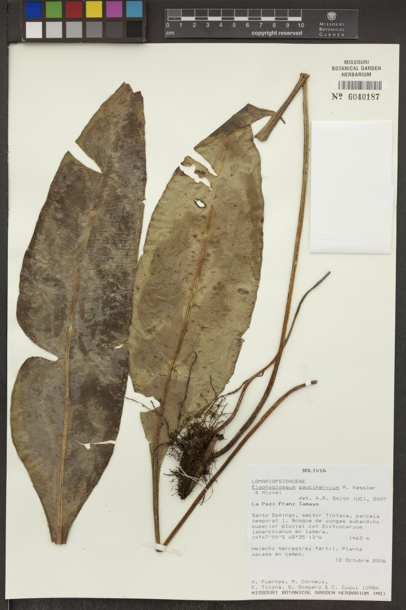 Elaphoglossum paucinervium