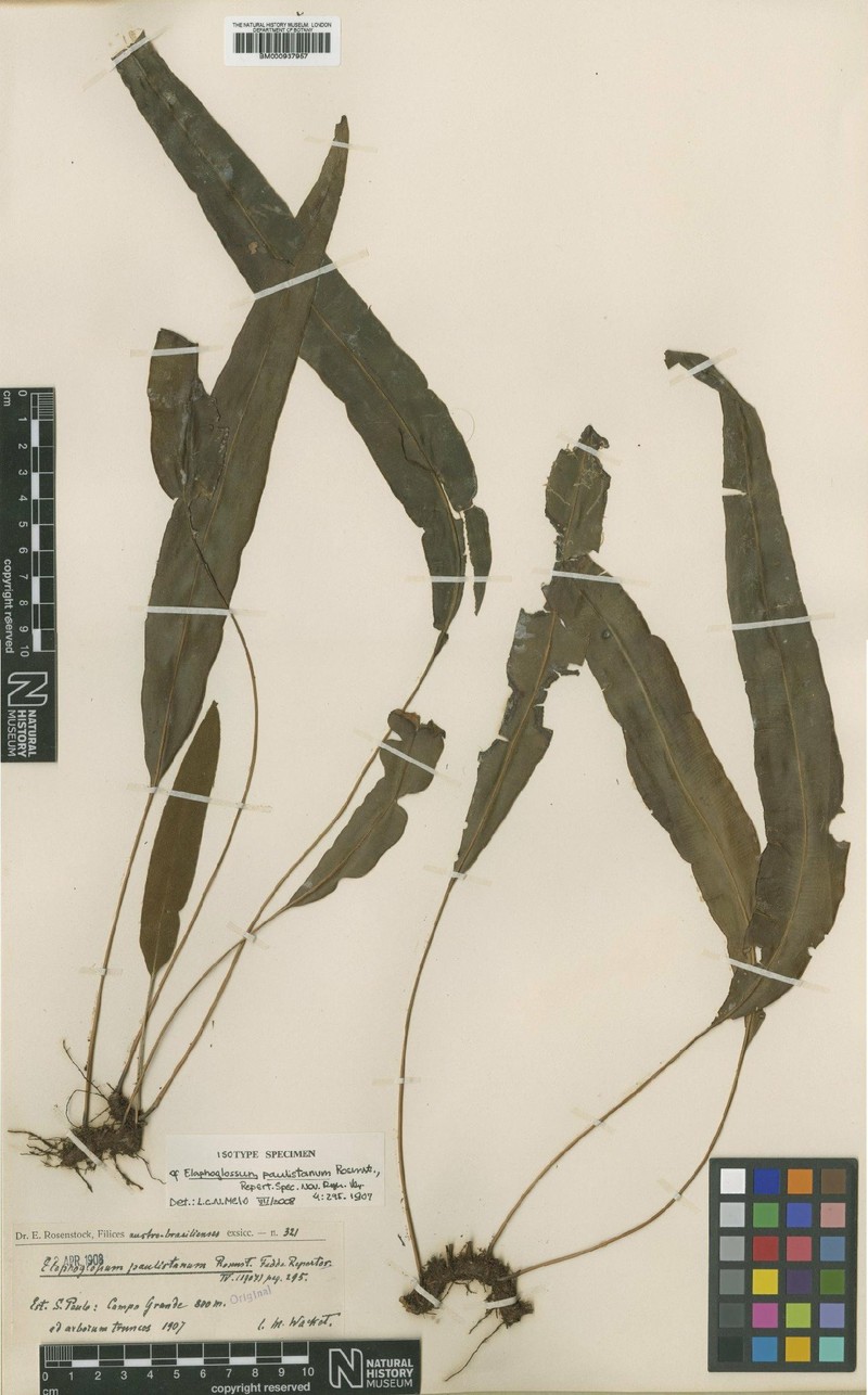 Elaphoglossum paulistanum