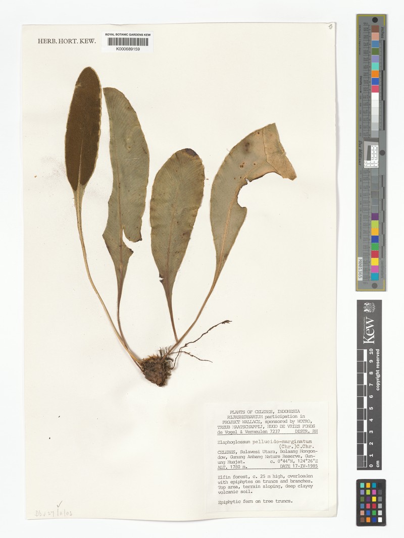 Elaphoglossum pellucidomarginatum