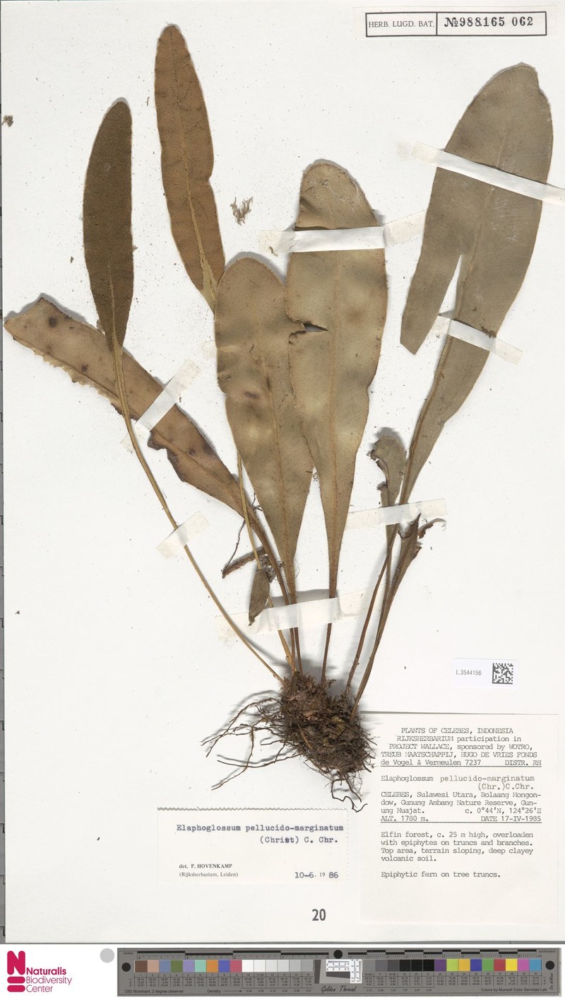 Elaphoglossum pellucidomarginatum photo 2