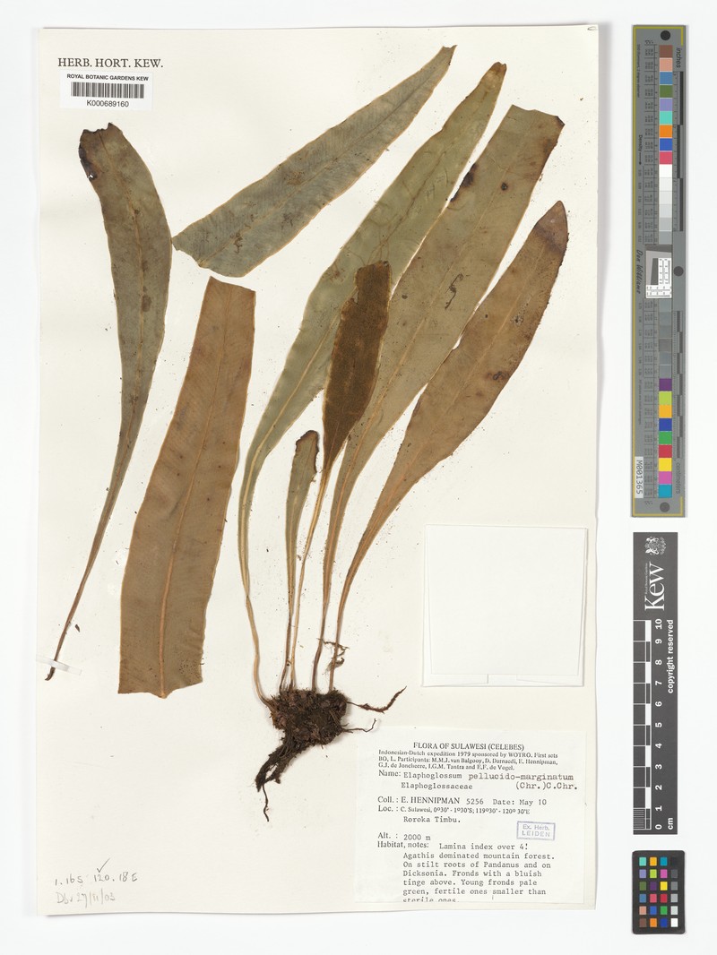 Elaphoglossum pellucidomarginatum photo 3