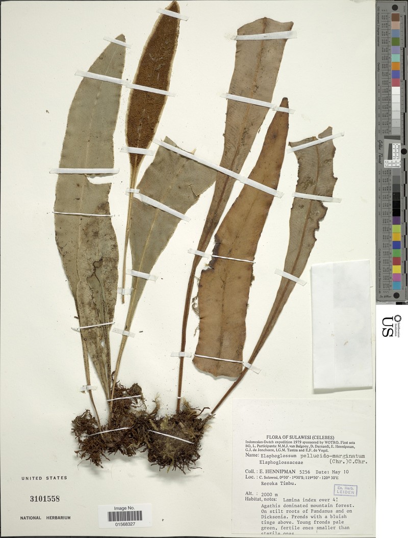 Elaphoglossum pellucidomarginatum photo 4