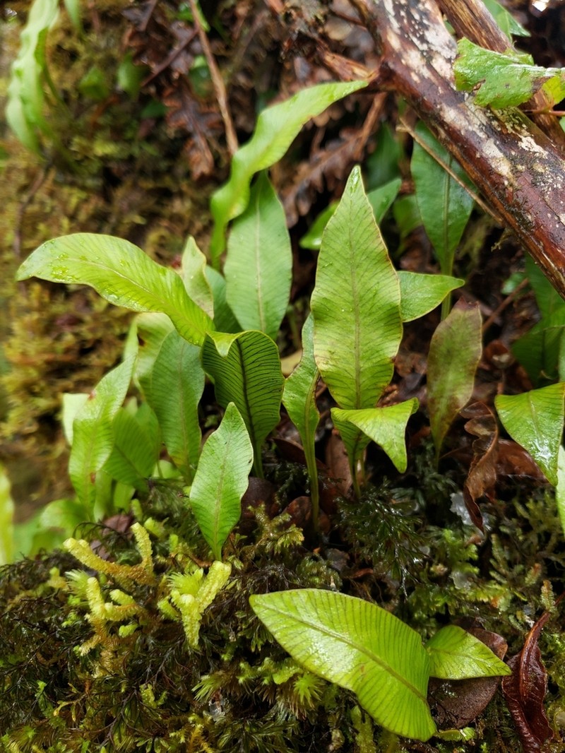 Jeweled Tonguefern