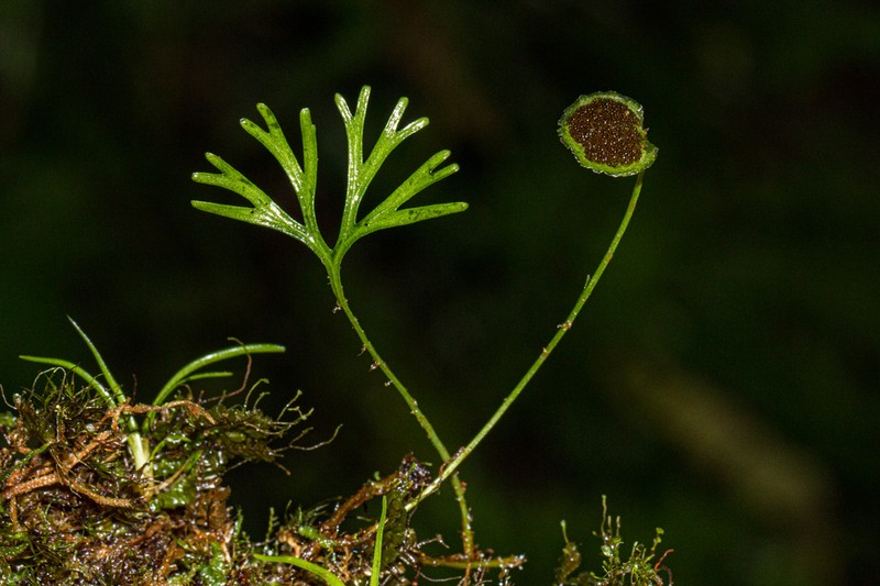 Peltate Tonguefern