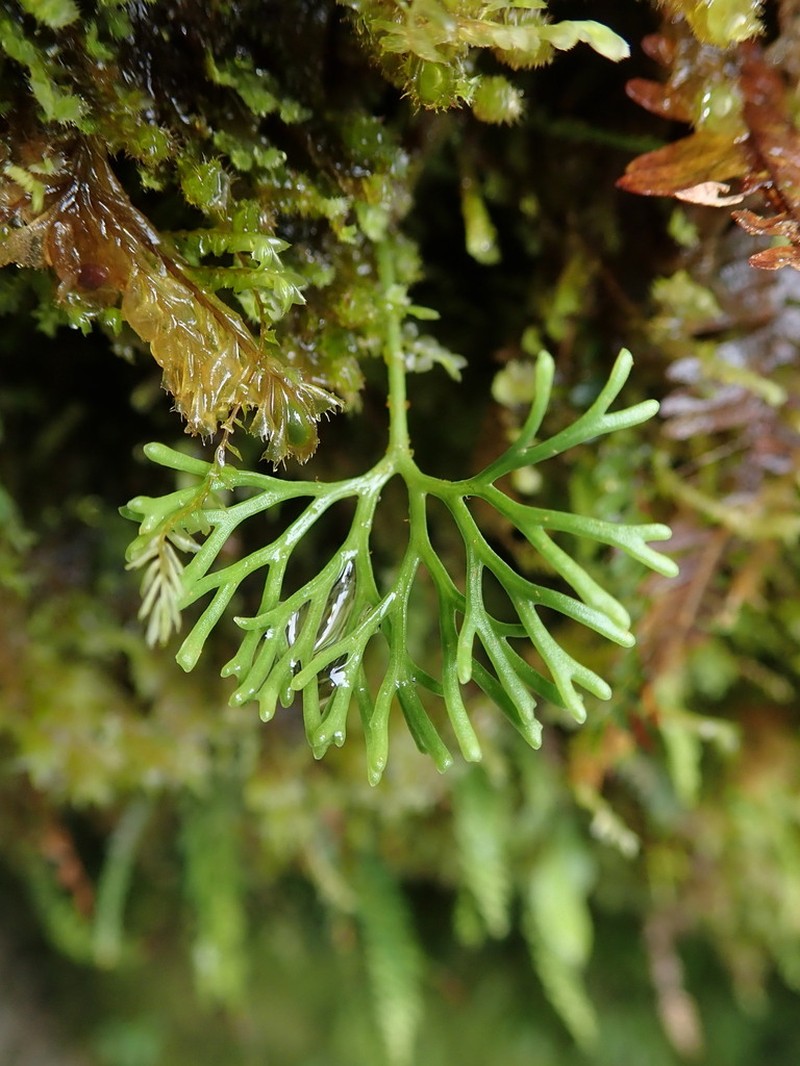 Peltate Tonguefern photo 2