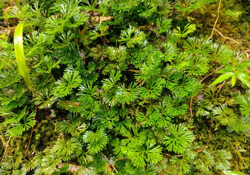 Peltate Tonguefern photo 3