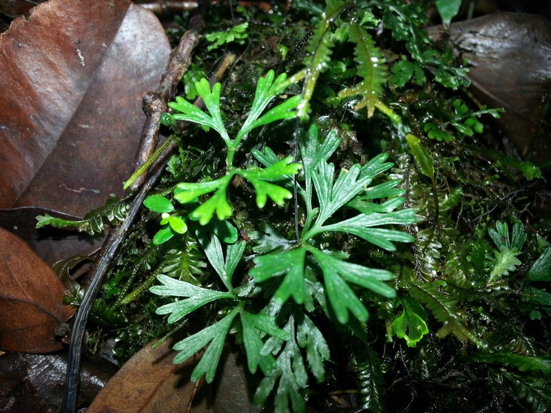 Peltate Tonguefern photo 6