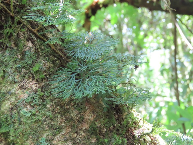 Peltate Tonguefern photo 8