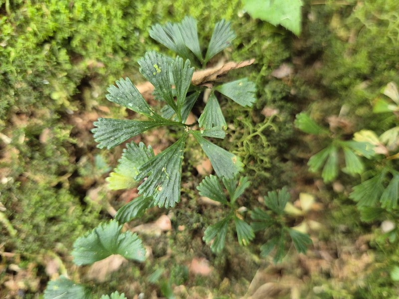 Elaphoglossum peltatum f. flabellatum