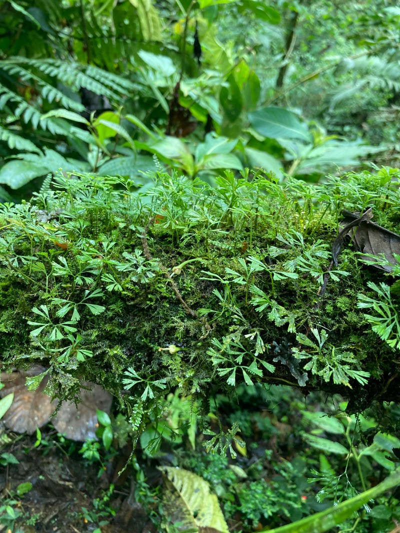 Elaphoglossum peltatum f. flabellatum photo 2