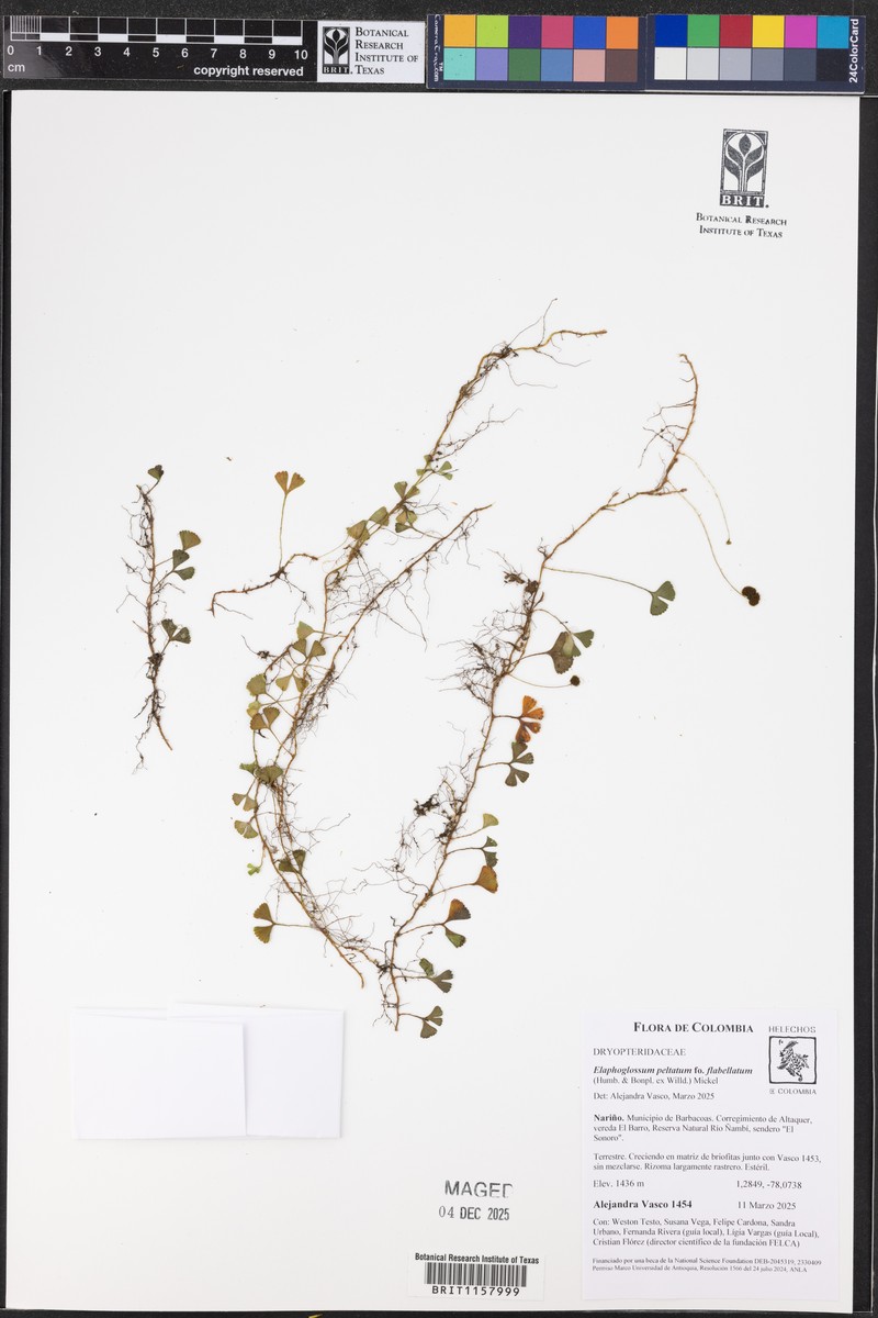 Elaphoglossum peltatum f. flabellatum photo 3