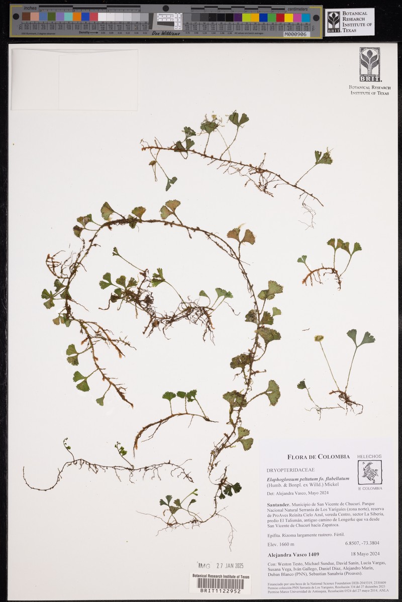 Elaphoglossum peltatum f. flabellatum photo 4