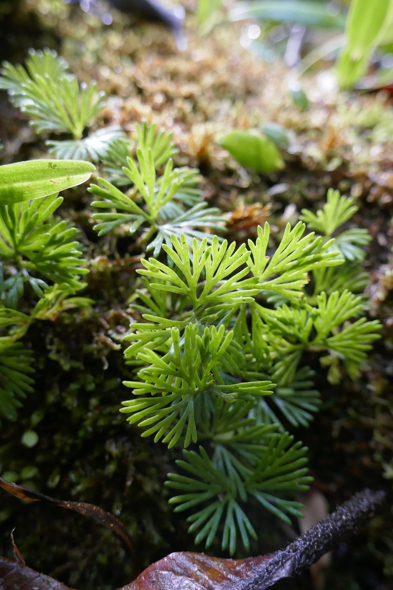 Elaphoglossum peltatum f. peltatum