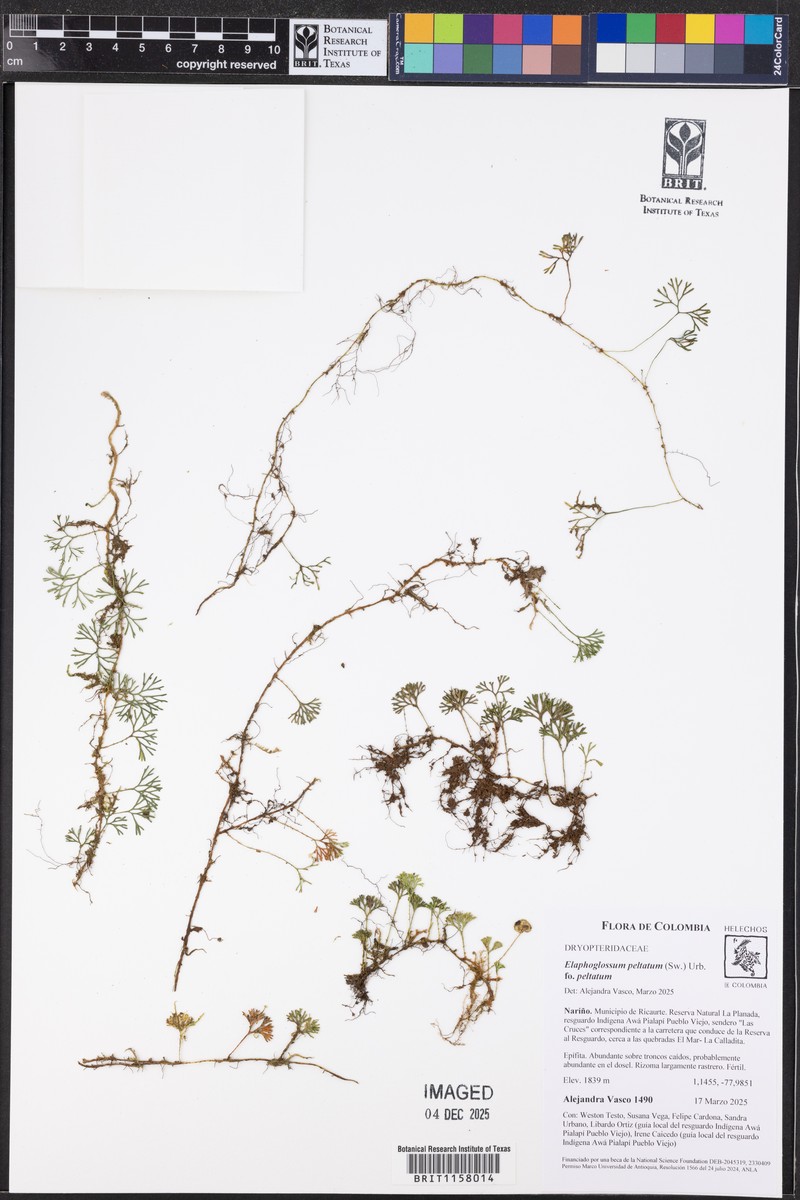 Elaphoglossum peltatum f. peltatum photo 4